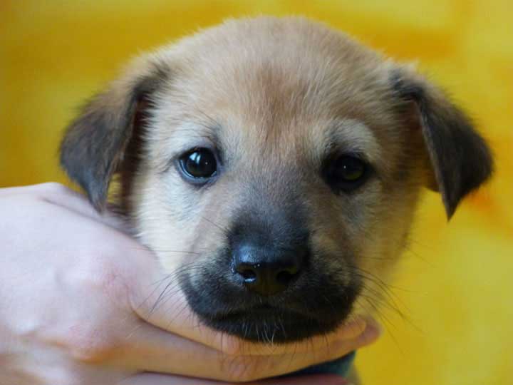 chinook puppy